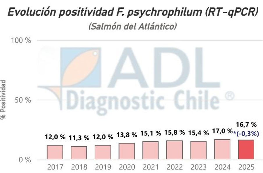 Flavobacterium psychrophilum.jpg